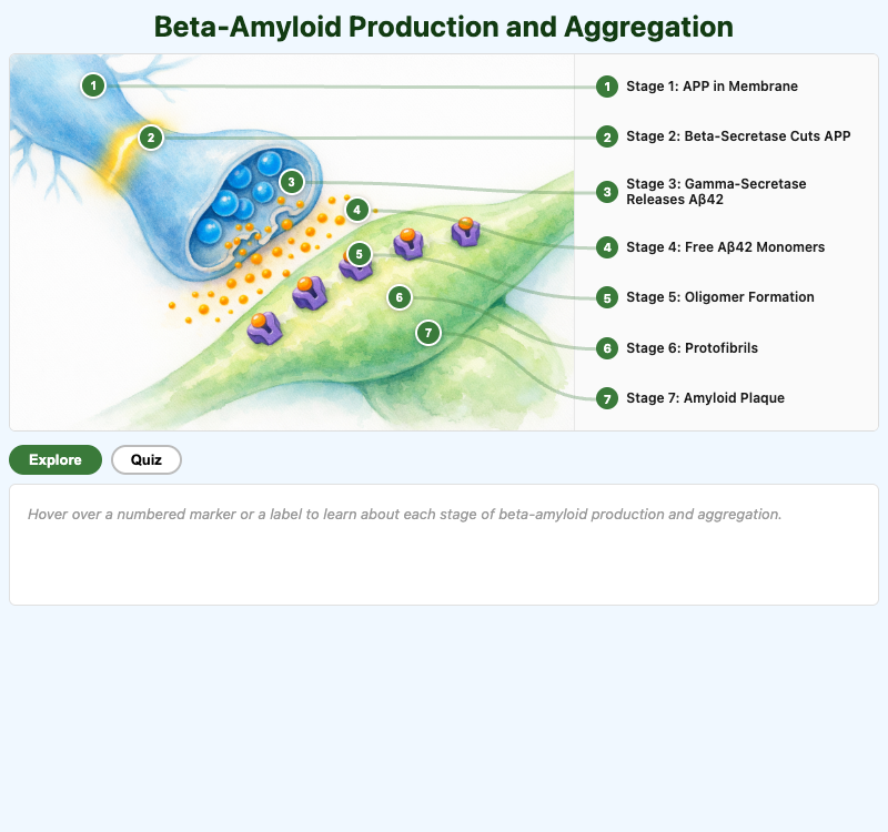 Beta-Amyloid Production and Aggregation