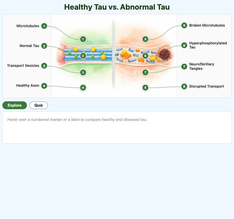 Healthy Tau vs. Abnormal Tau