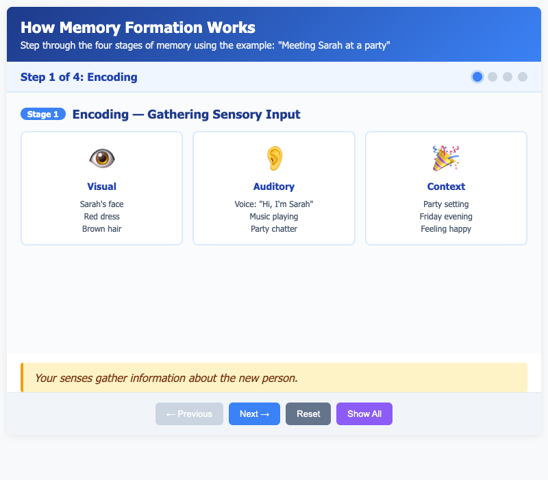 How Memory Formation Works
