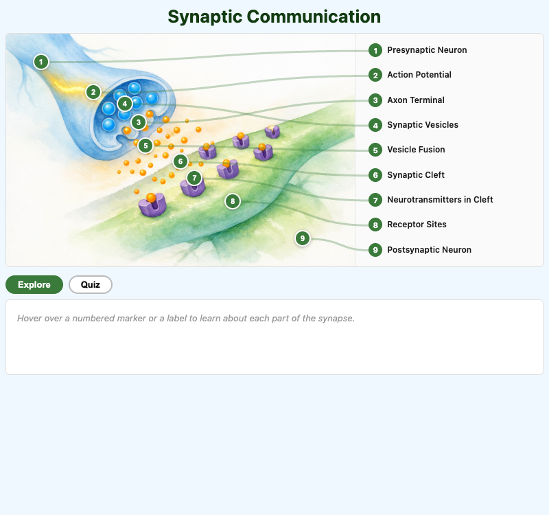 Synaptic Communication