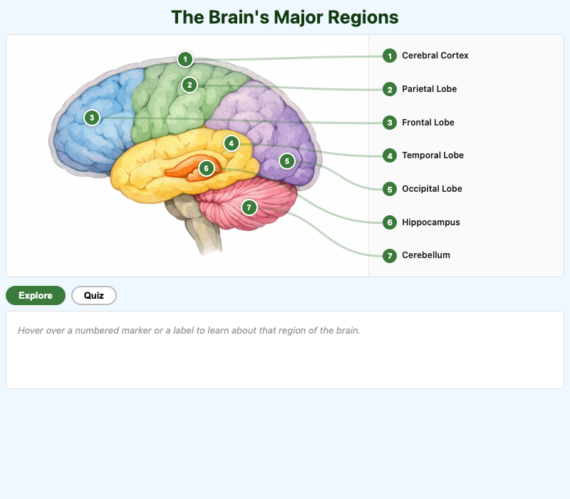 The Brain's Major Regions