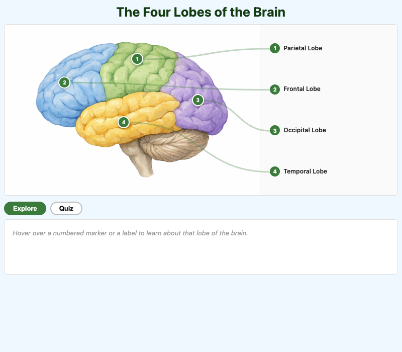 The Four Lobes of the Brain